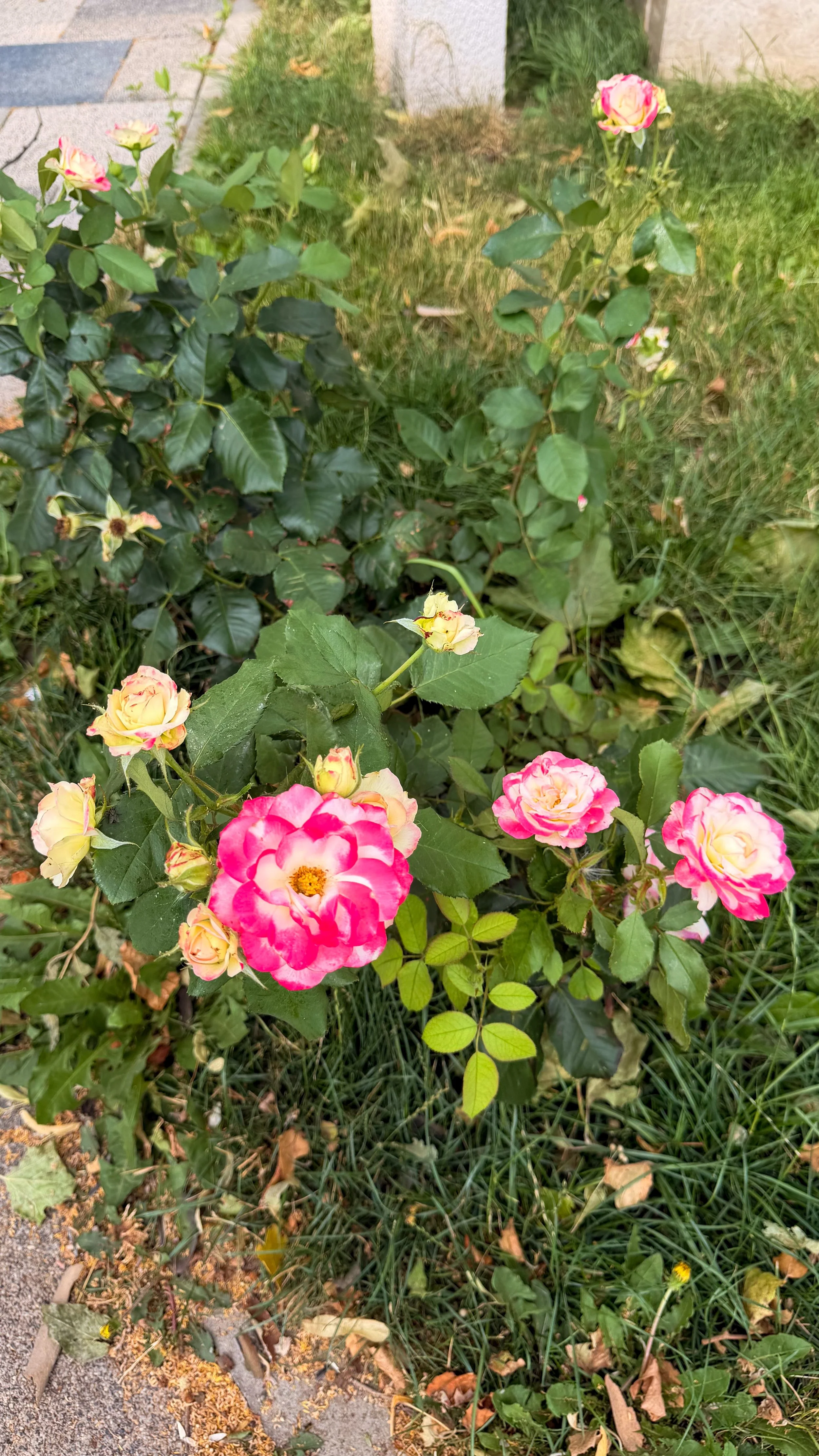 IMG_1080.jpeg