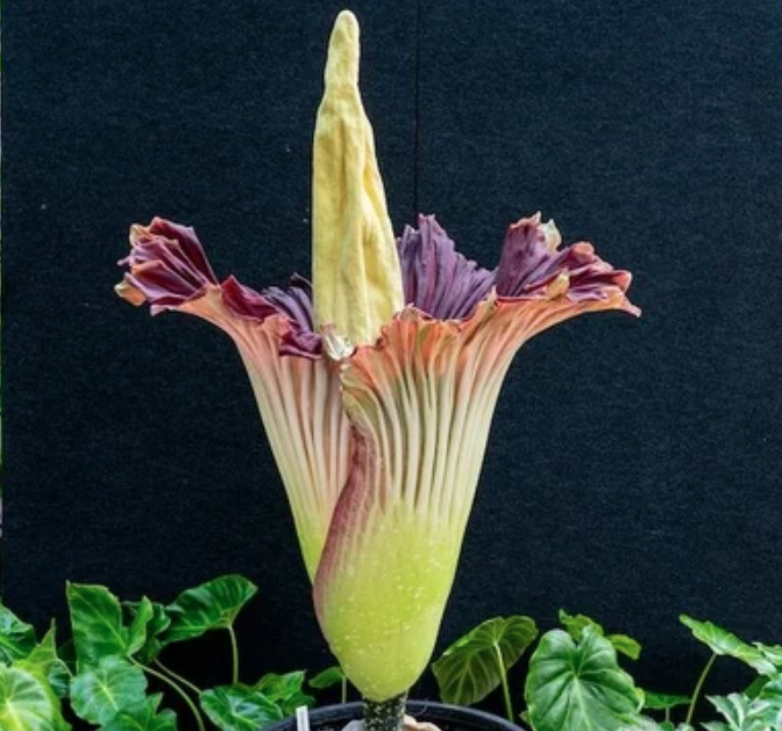 The Corpse Flower, Geelong Botanical Gardens