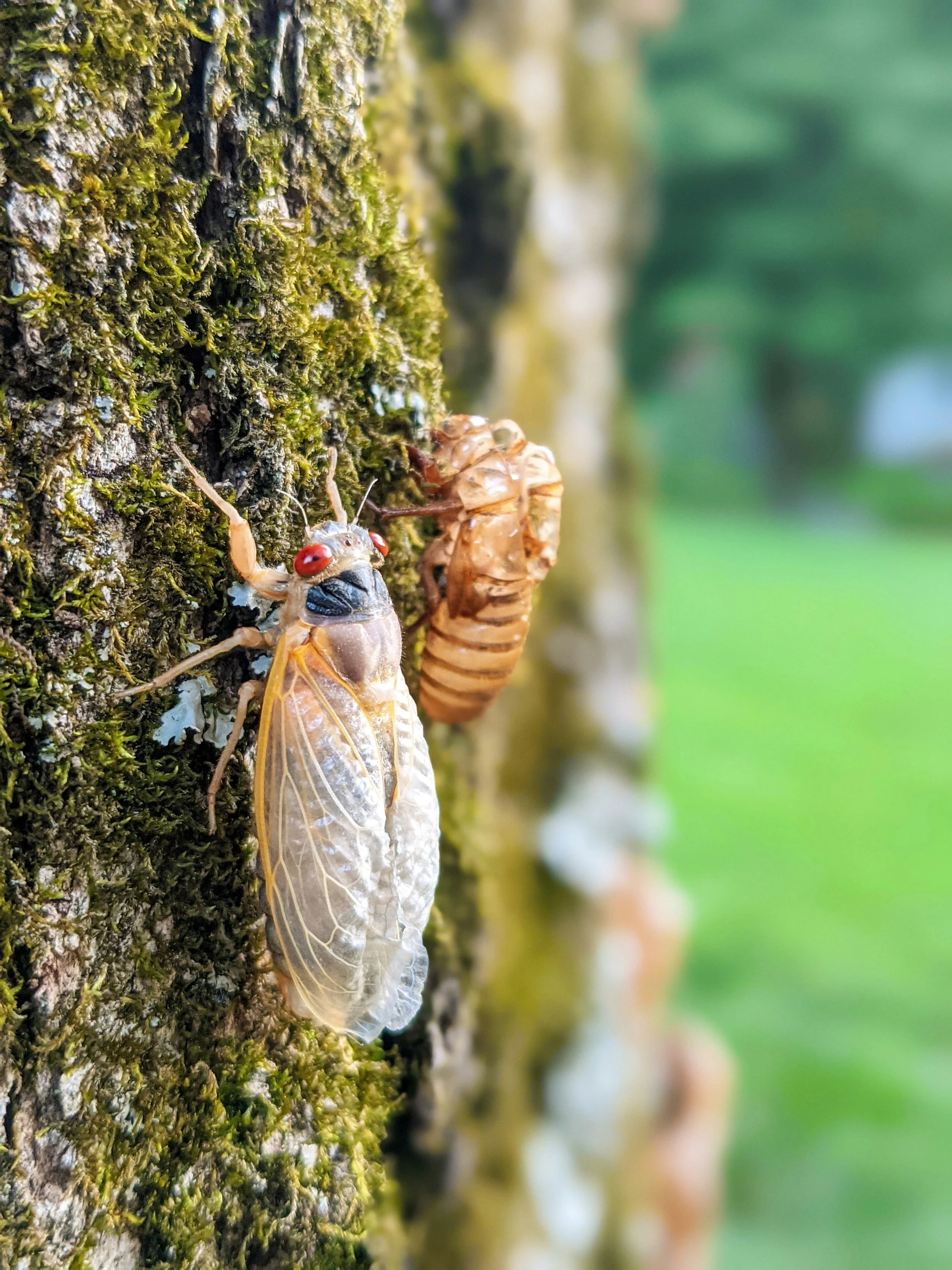 The Cicada