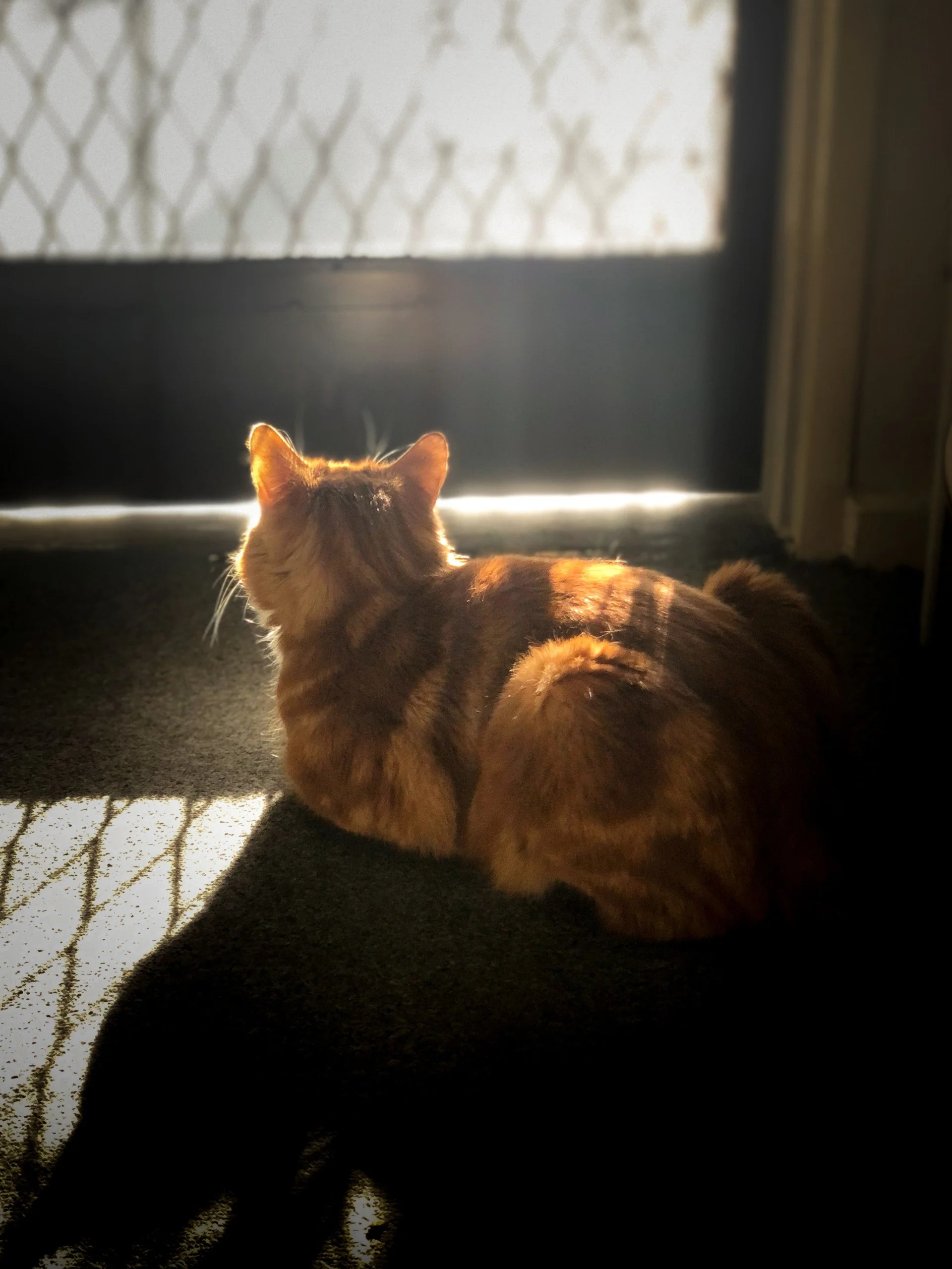 Boddhisattva Cat