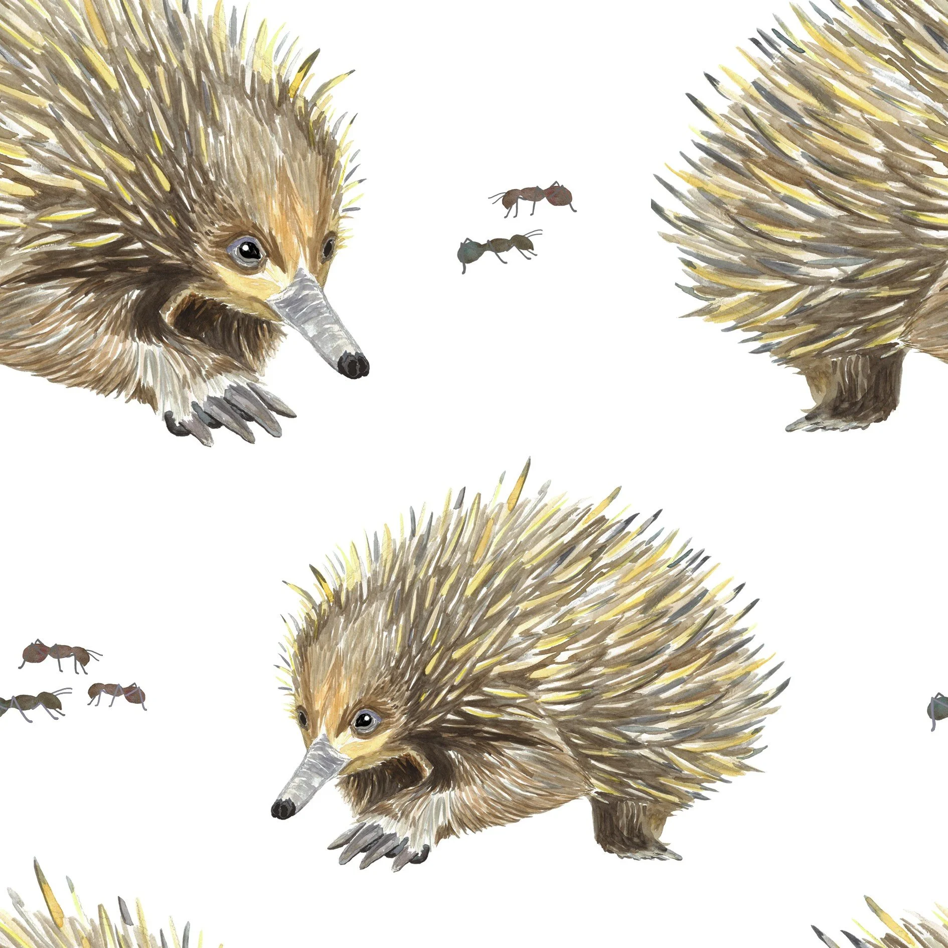 thumbnail_Echidna repeat 16.jpg