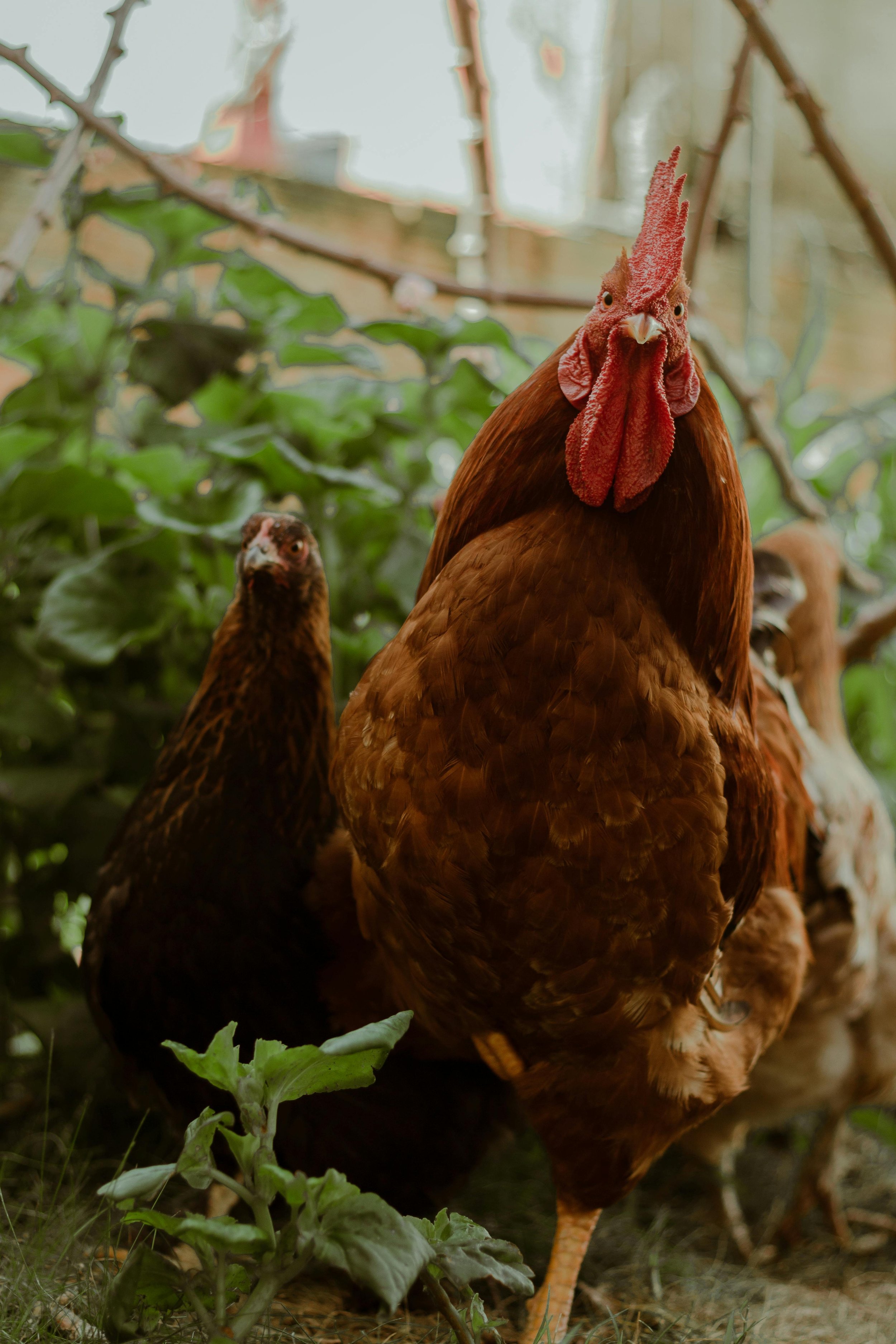 A rooster and chicken standing on grass with green plants in the background.