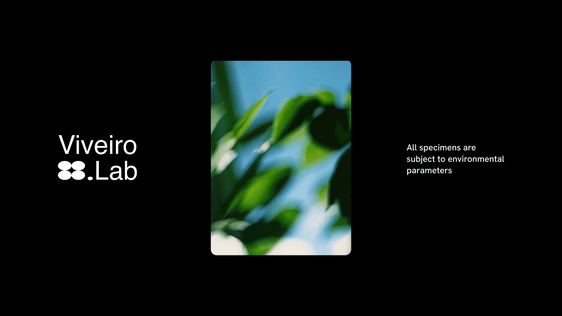 viveirovideo (1).gif