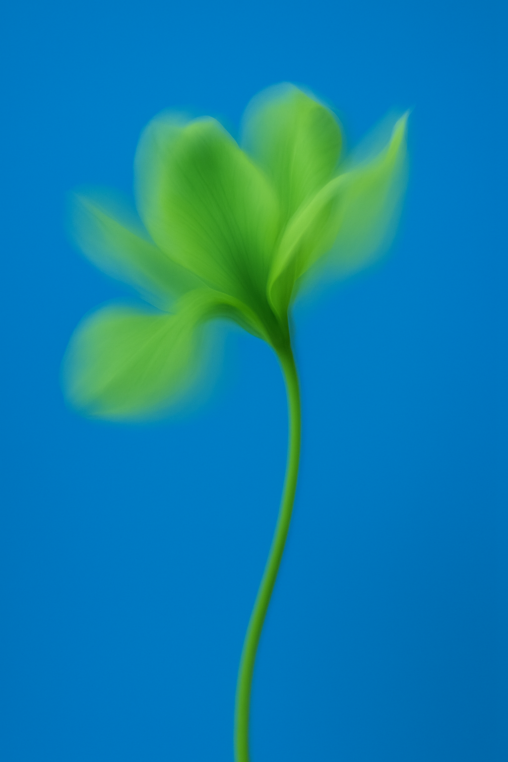 20250510_0644_Green Flower Contrast_remix_01jtw82j4gf3arw1z9pmsan41v.png