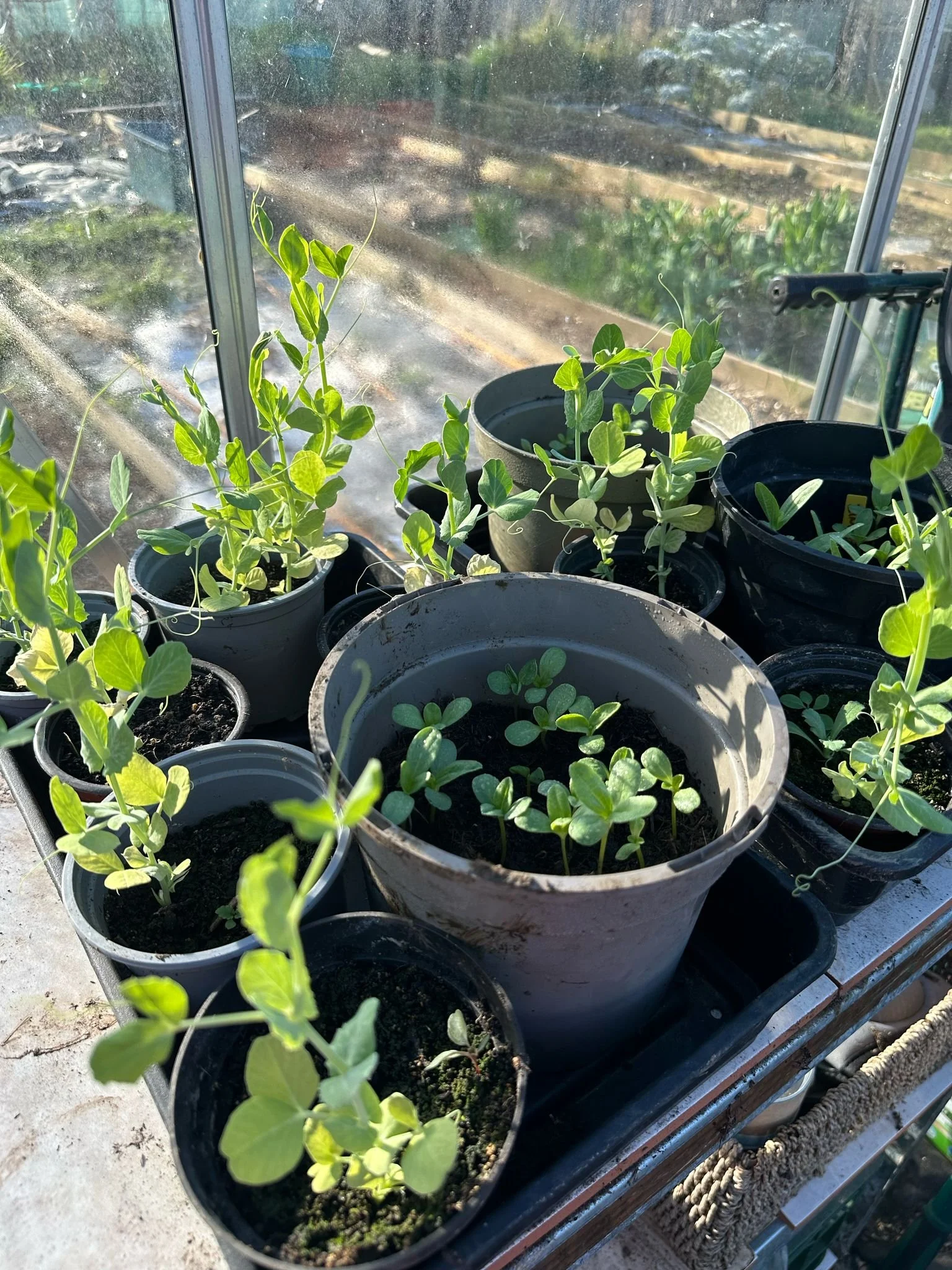 Indoor Seedlings & Plants Propagation