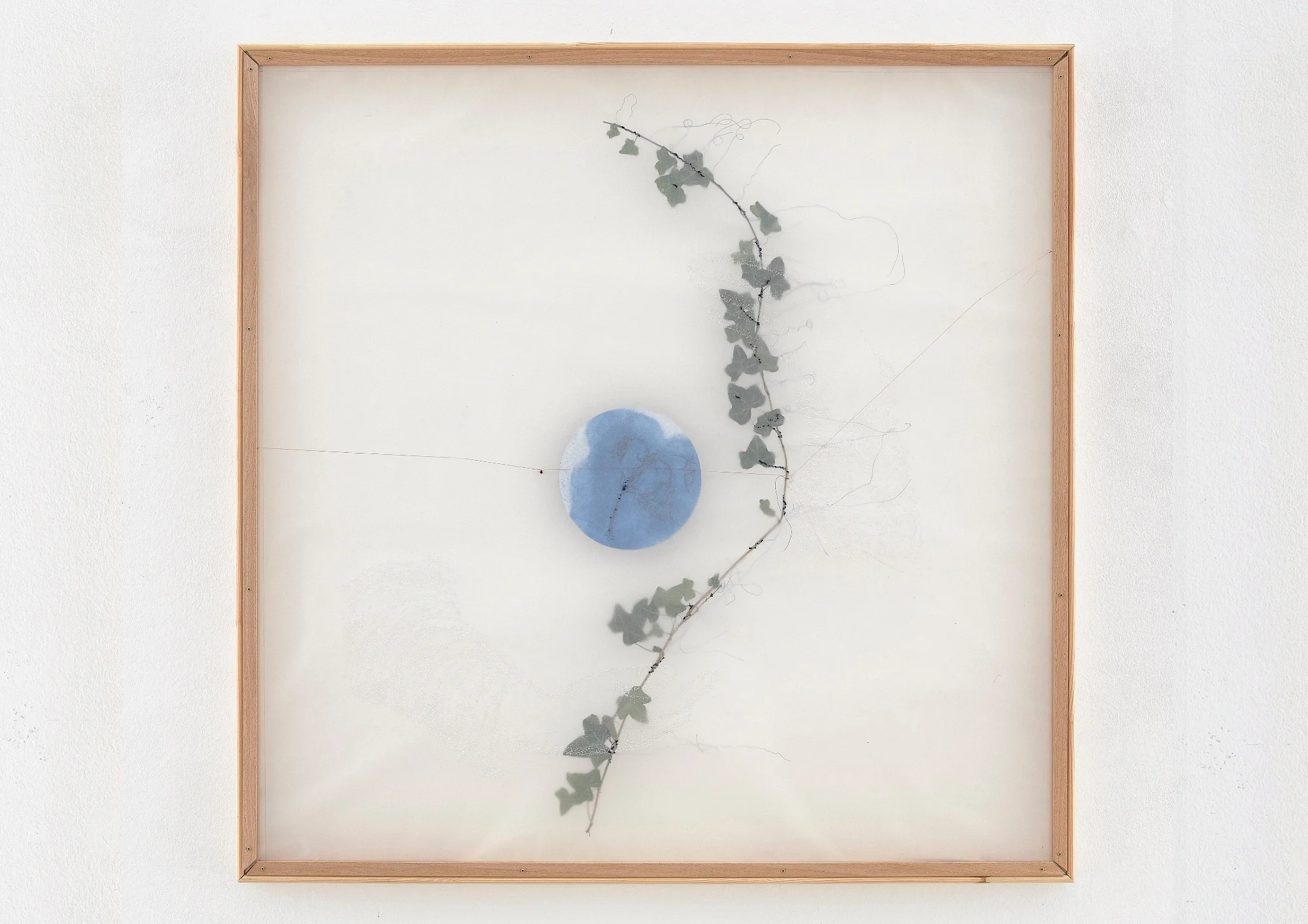 STERNHERBARIUM (2).webp