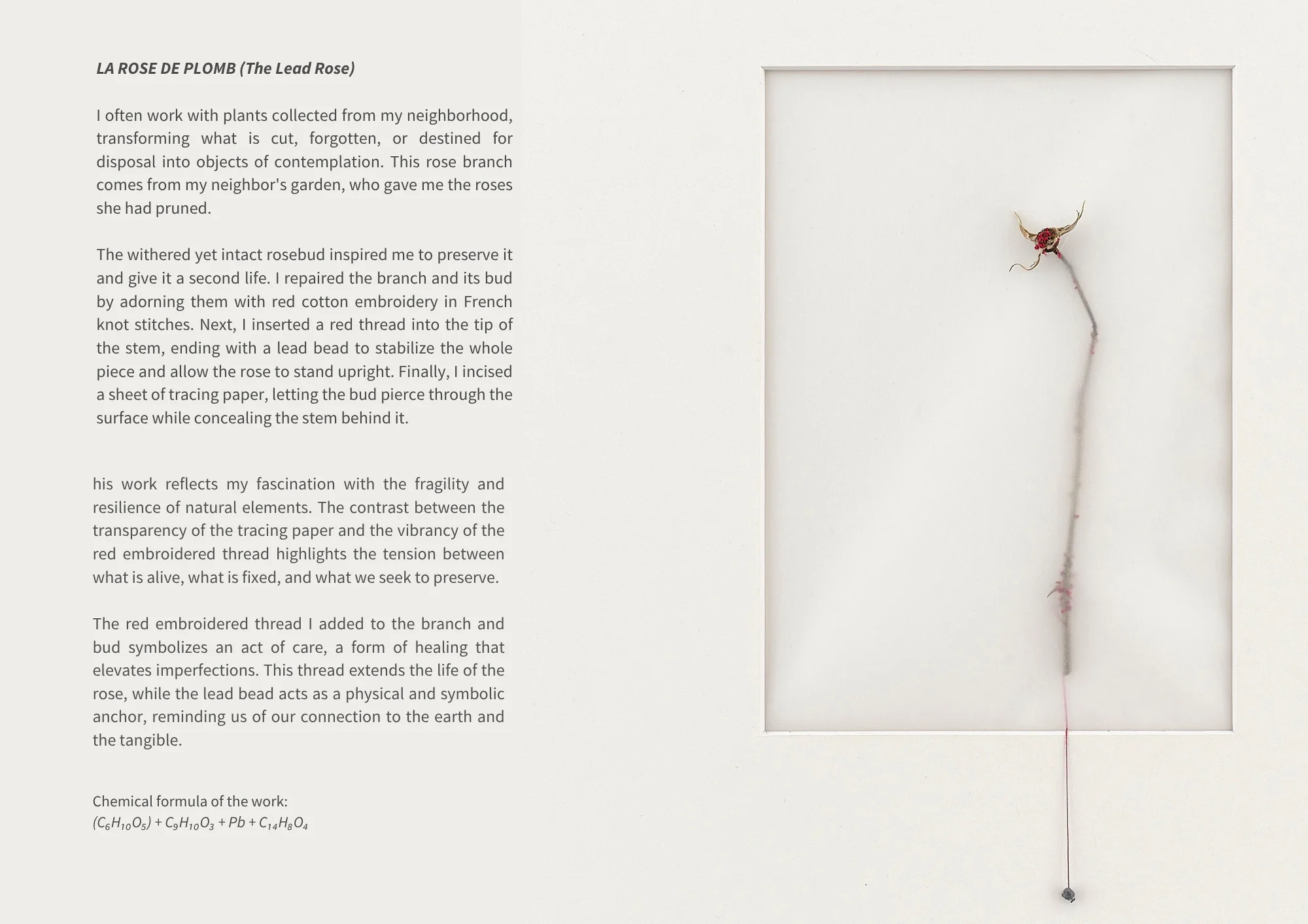 LA ROSE DE PLOMB.webp