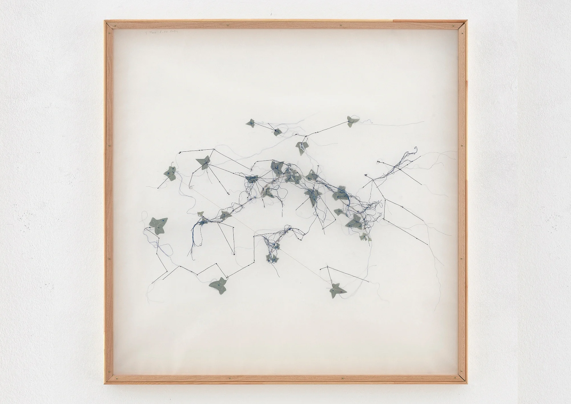 STERNHERBARIUM (3).webp