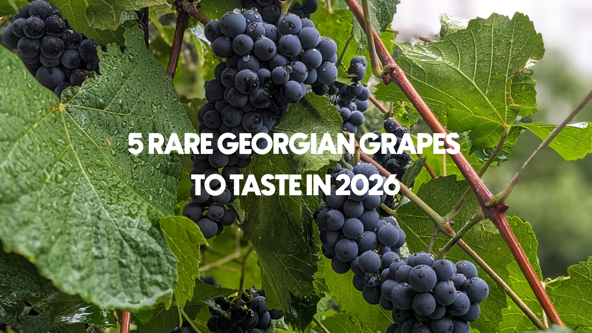 5 Rare Georgian Grapes to Taste in 2026