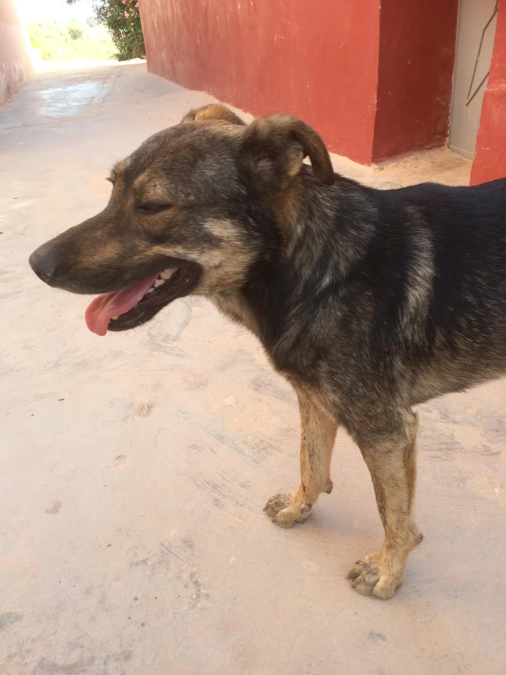 Albania_Stray Dogs.jpg