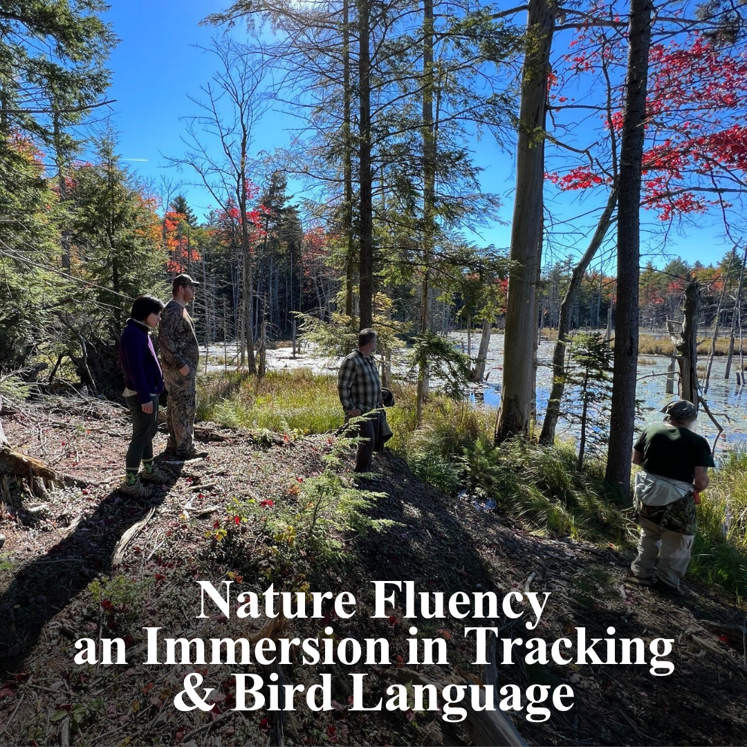 Nature Fluency; an Immersion in Tracking & Bird Language