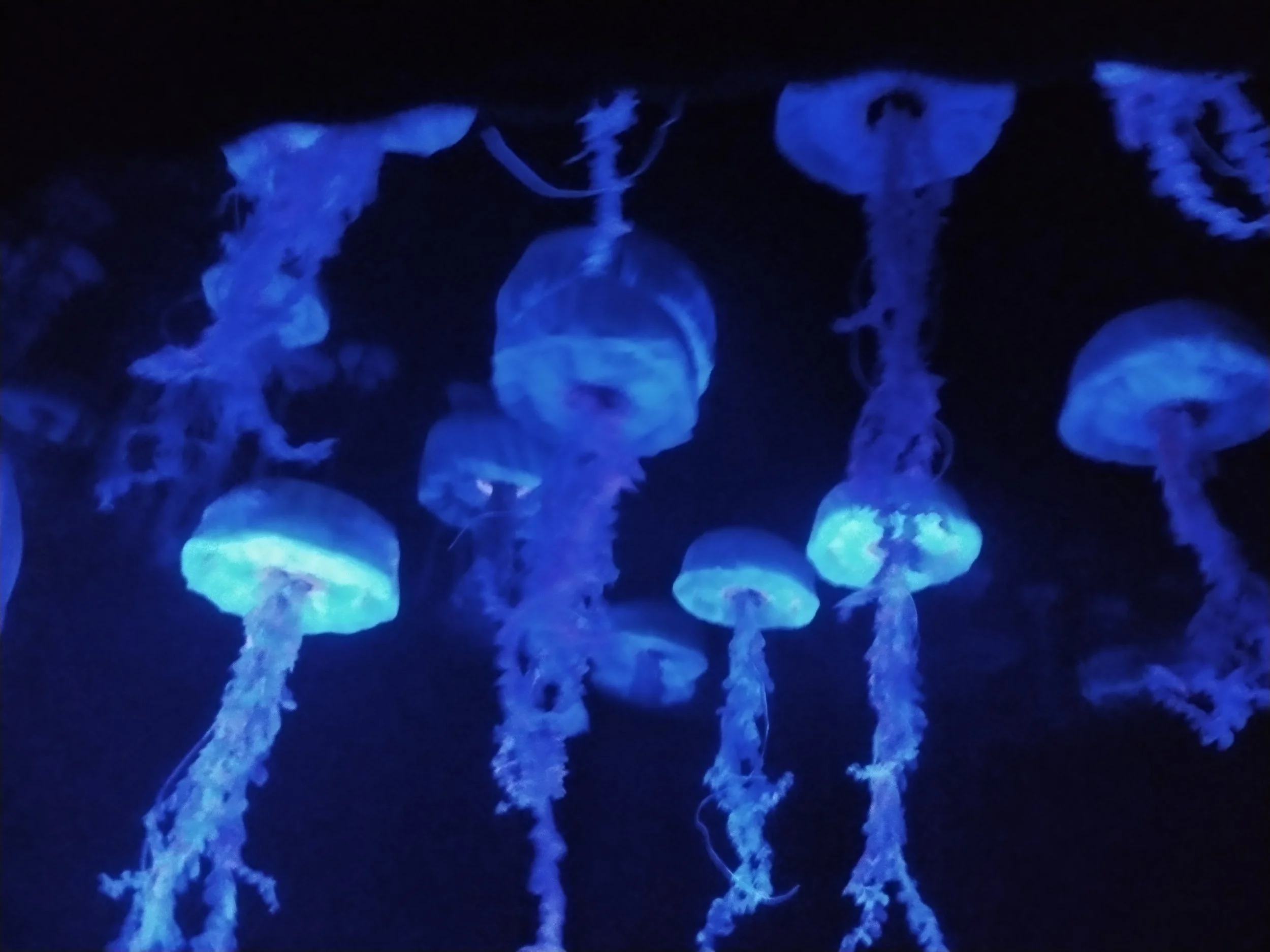Group of luminous jellyfish floating in dark water, glowing in shades of blue.