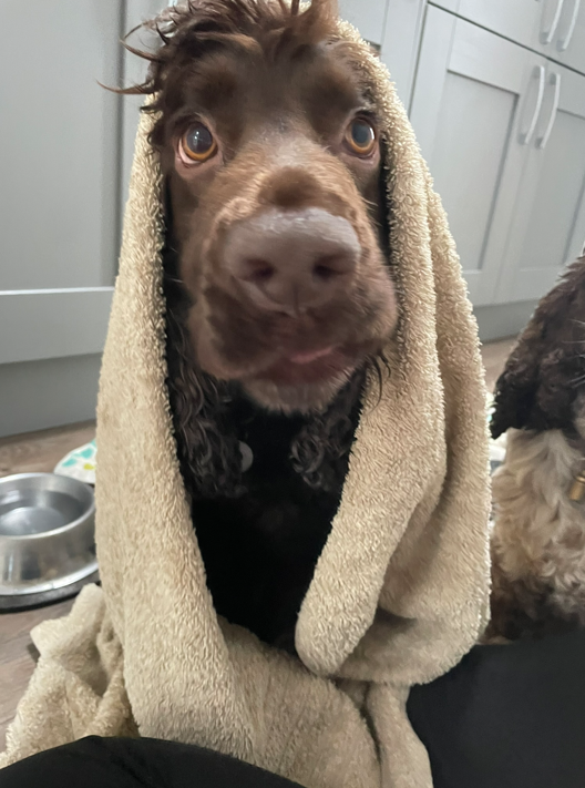 Close-up of a brown dog with floppy ears and big eyes, wearing a towel draped over its head, in a kitchen.