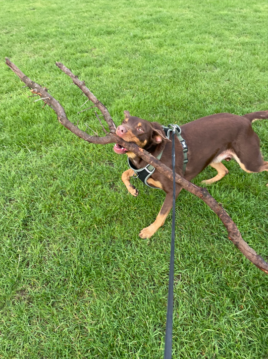 A brown dog with tan markings playing with a large stick on a grassy field, wearing a harness and on a leash.