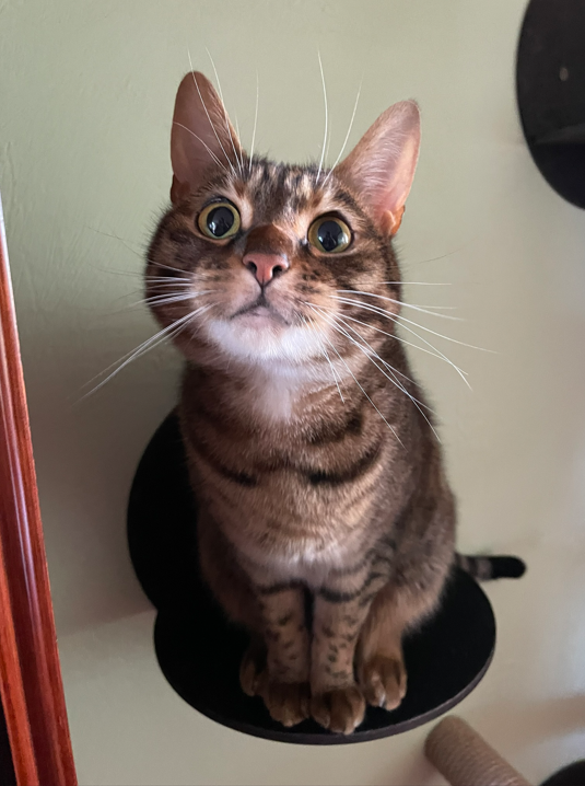 A brown tabby cat sitting on a black circular platform, looking up with wide eyes.
