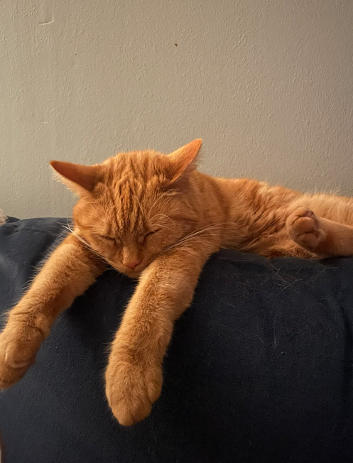 An orange tabby cat sleeping on a dark-colored surface with a plain light-colored wall in the background.