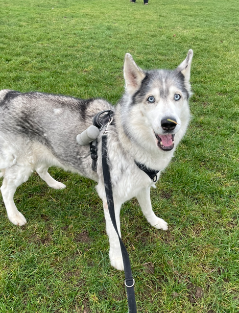 A Siberian Husky with bright blue eyes standing on green grass, wearing a black harness and leash, with a cloudy sky background.