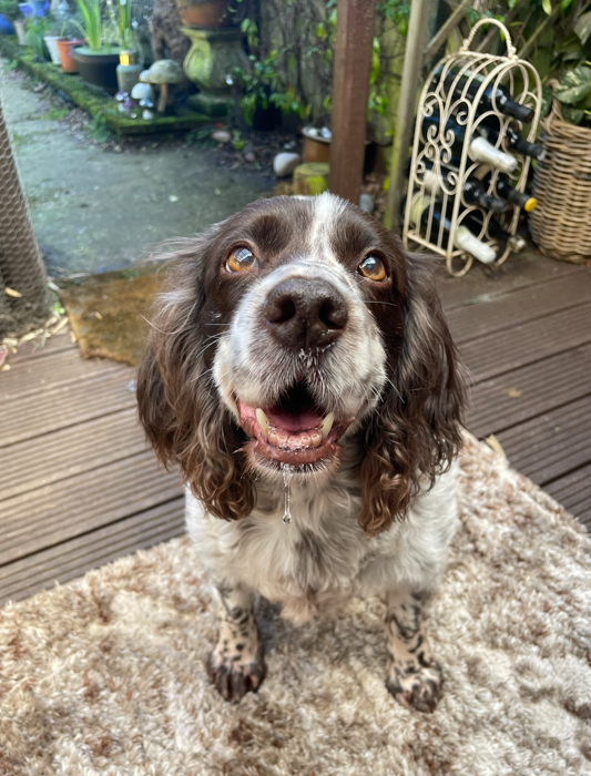 Happy brown and white spaniel dog sitting on a rug outside on a wooden deck.