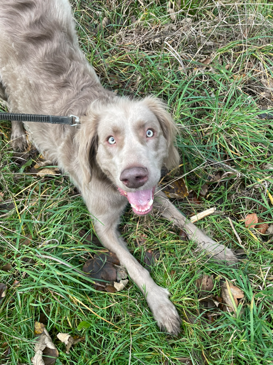 A happy dog with blue eyes lying in grass and looking up at the camera.