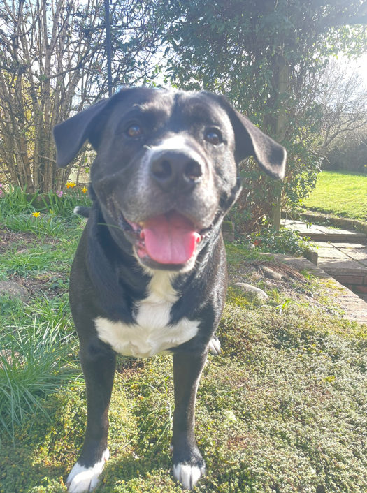 A smiling black and white dog standing on grass in a garden on a sunny day.