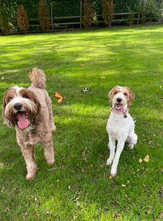 Two dogs sitting on a grassy lawn with toys in the background.