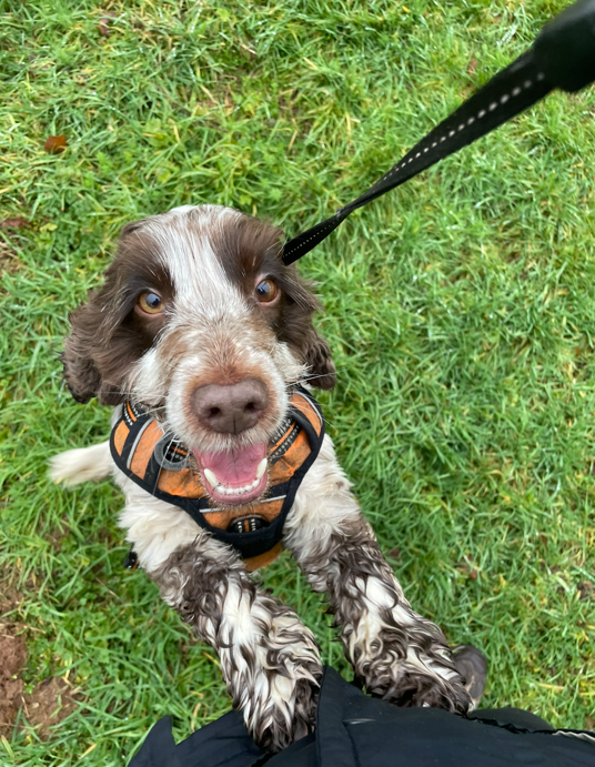 Cute brown and white dog with floppy ears wearing an orange harness, looking up at the camera on a leash in a grassy area.