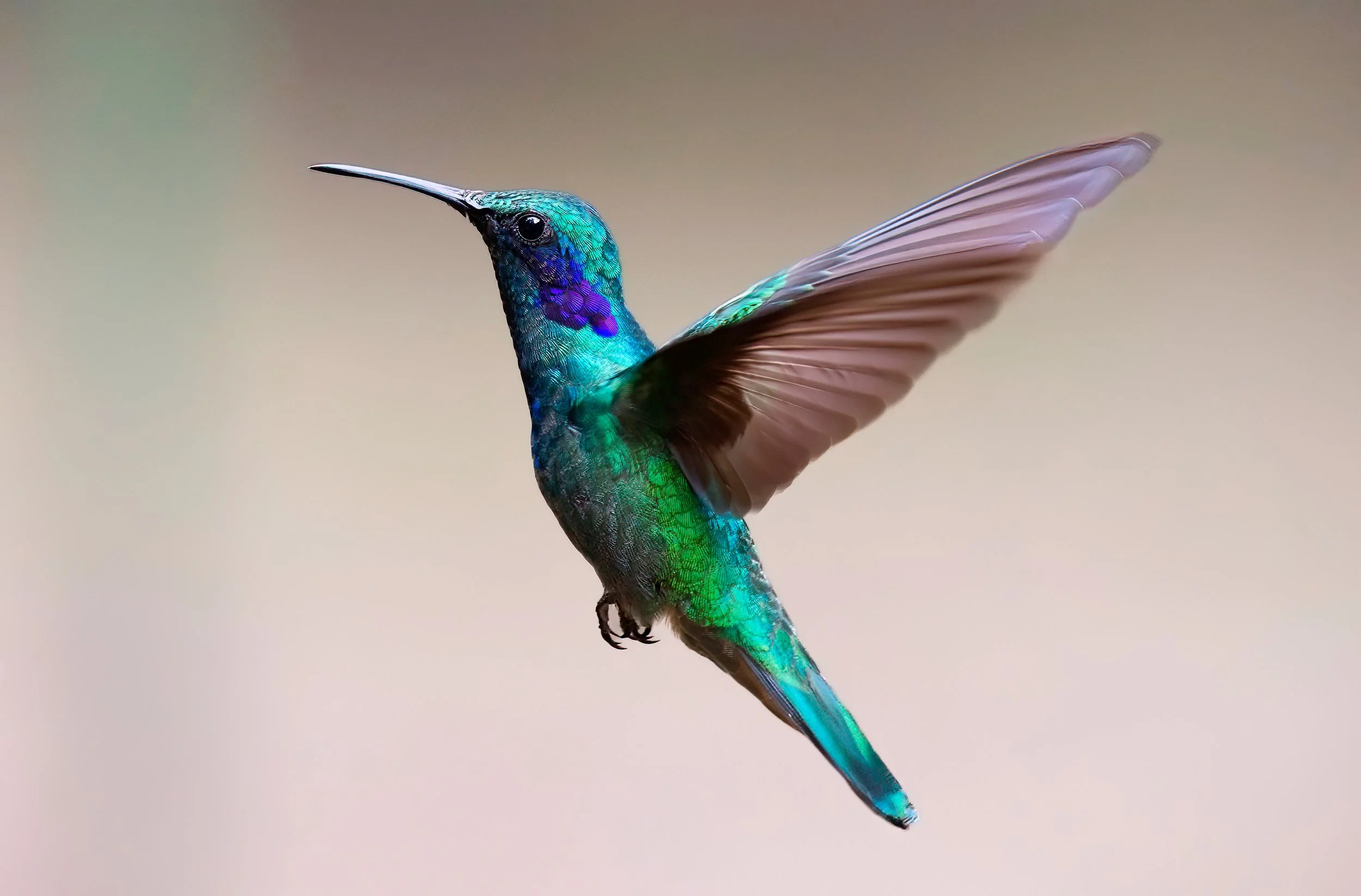Green Hummingbird.jpg