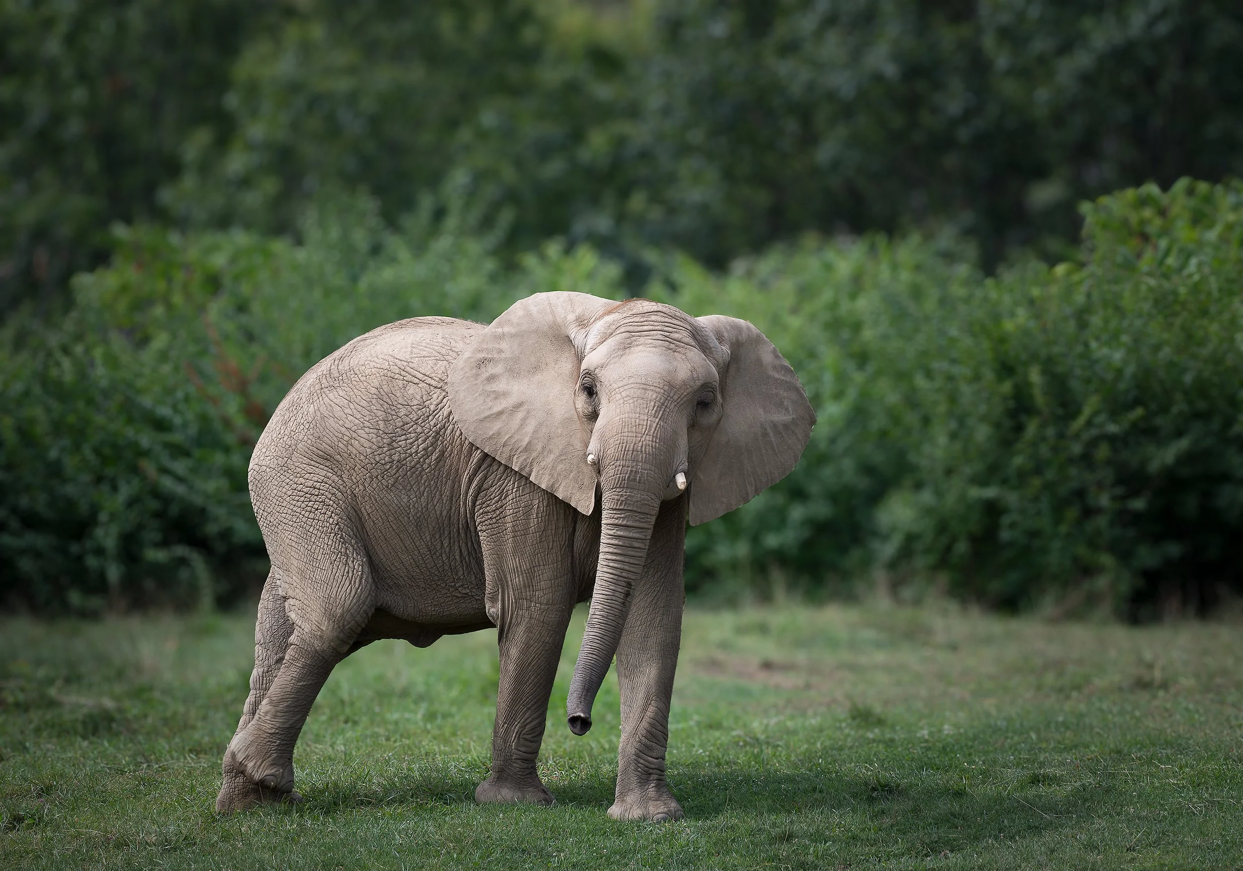 Elephant.jpg