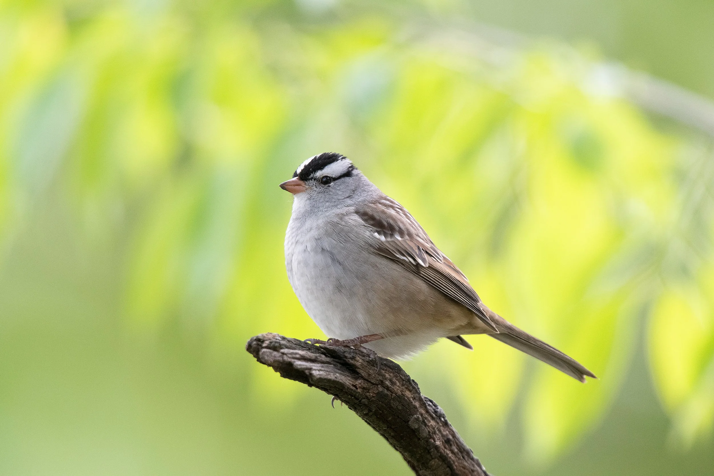 White Crowned Sparrow.jpg