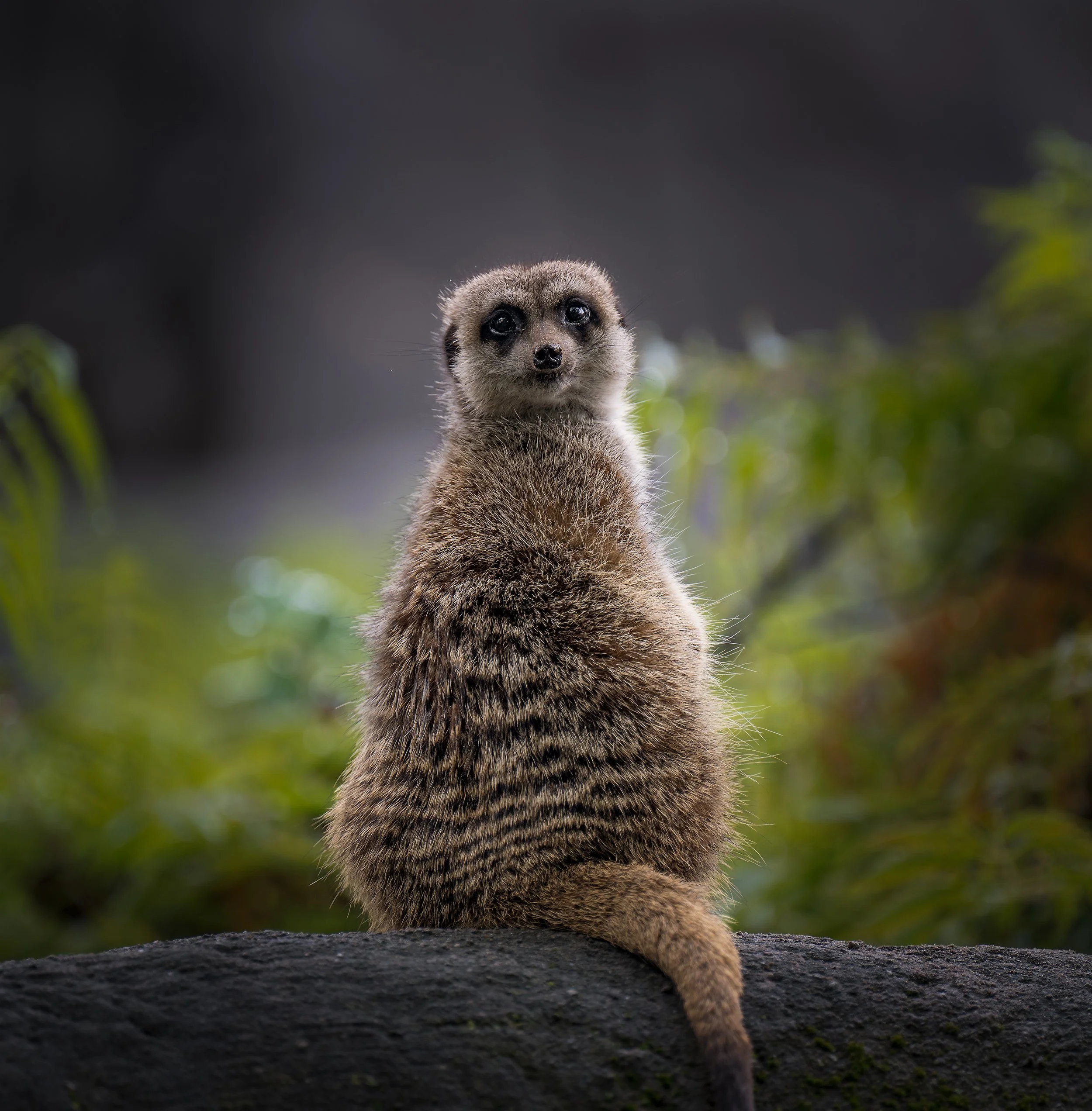 Meerkat.jpg