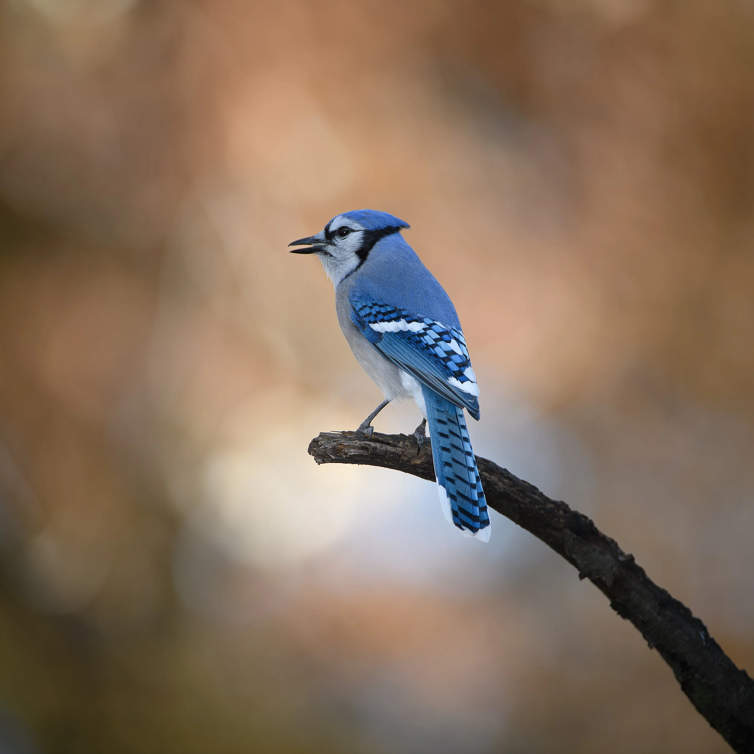 Northern Blue Jay.jpg