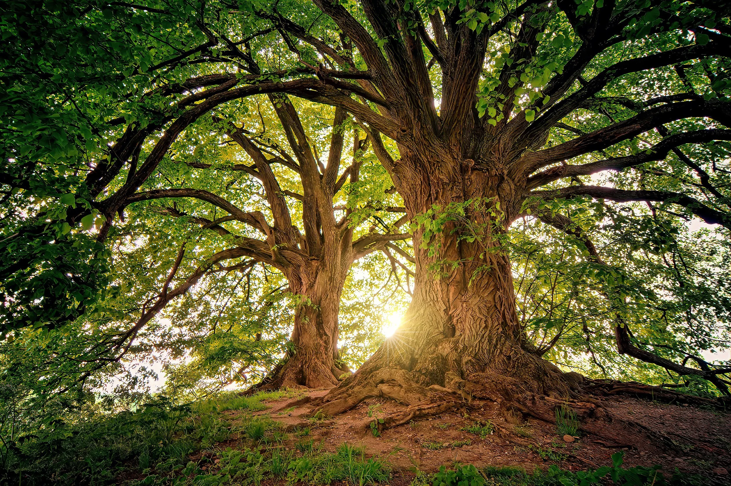 Tree of Knowledge .jpg