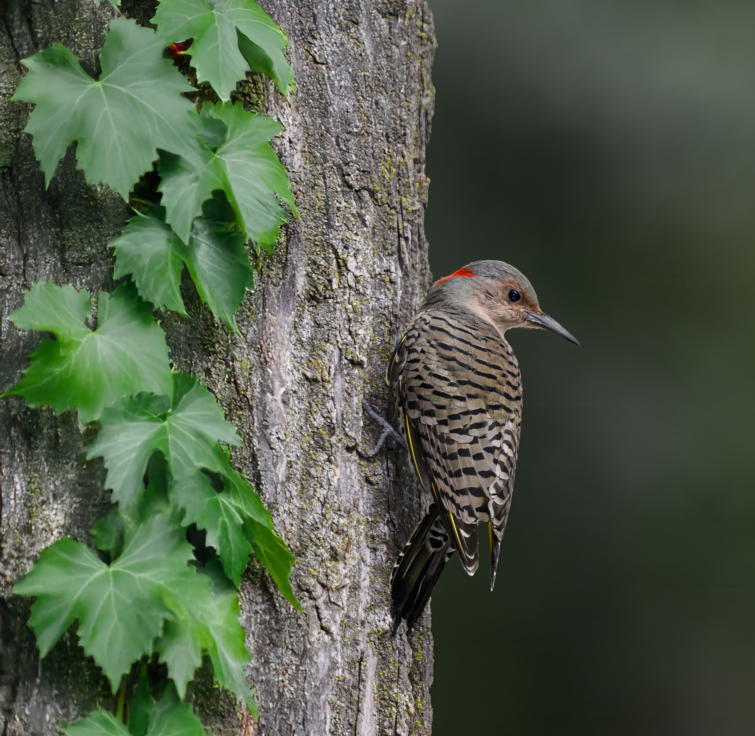 NorthernFlicker.jpg