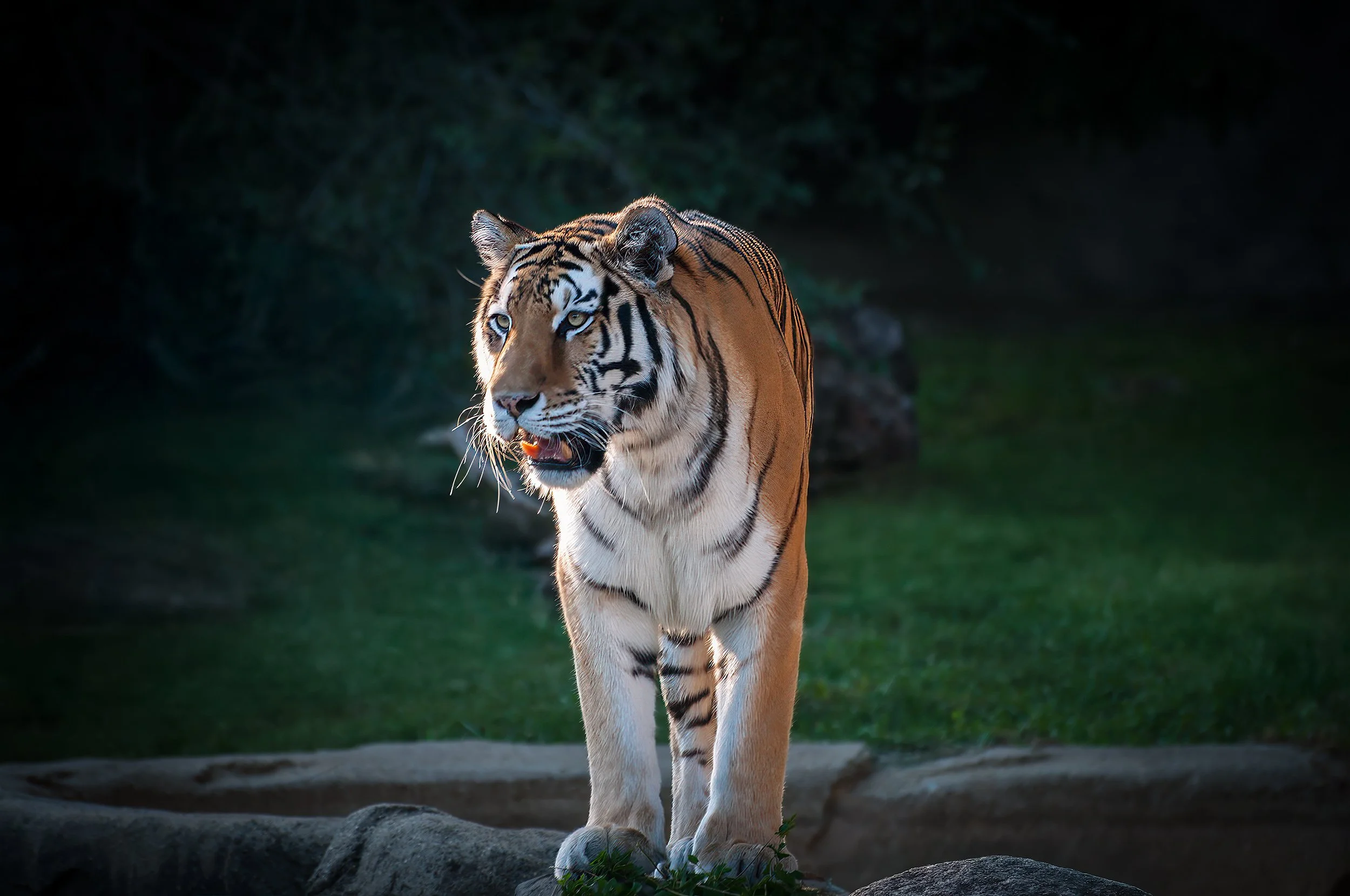 AmurTiger.jpg