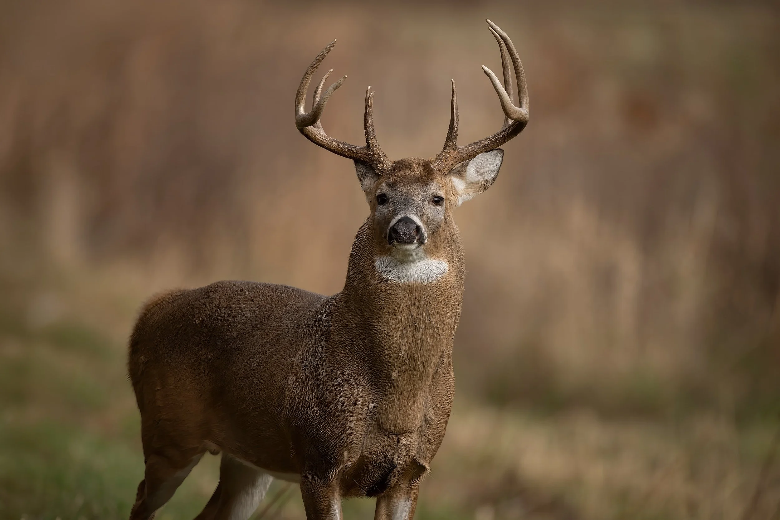 White Tailed Deer.jpg