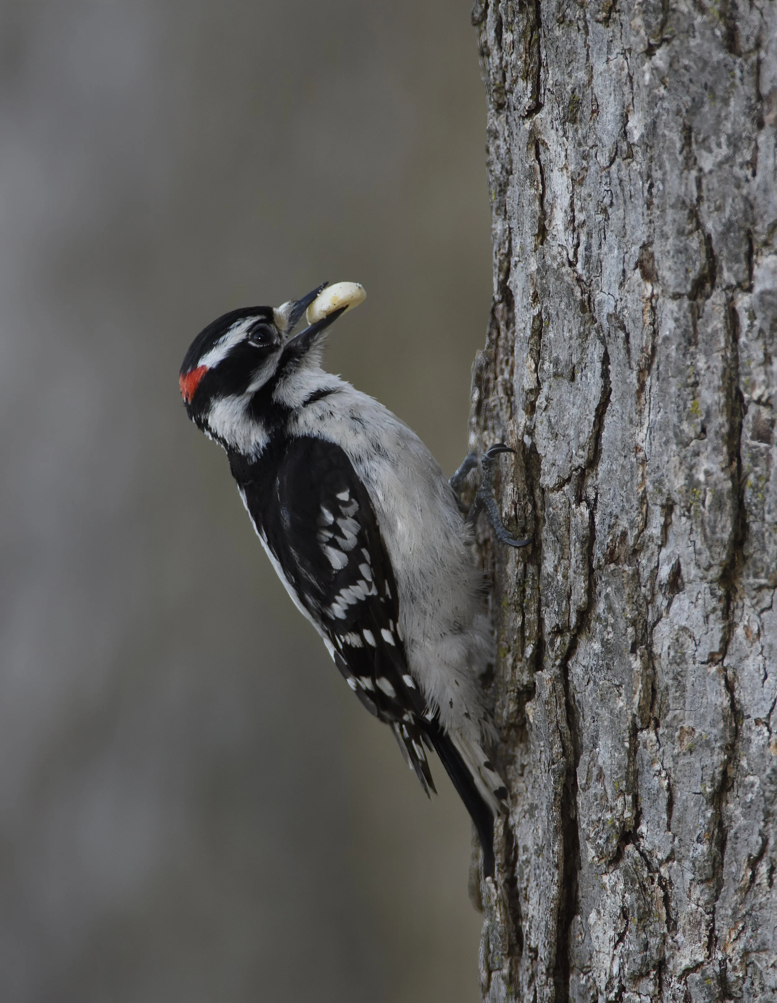 Downy Woodpecker.jpg