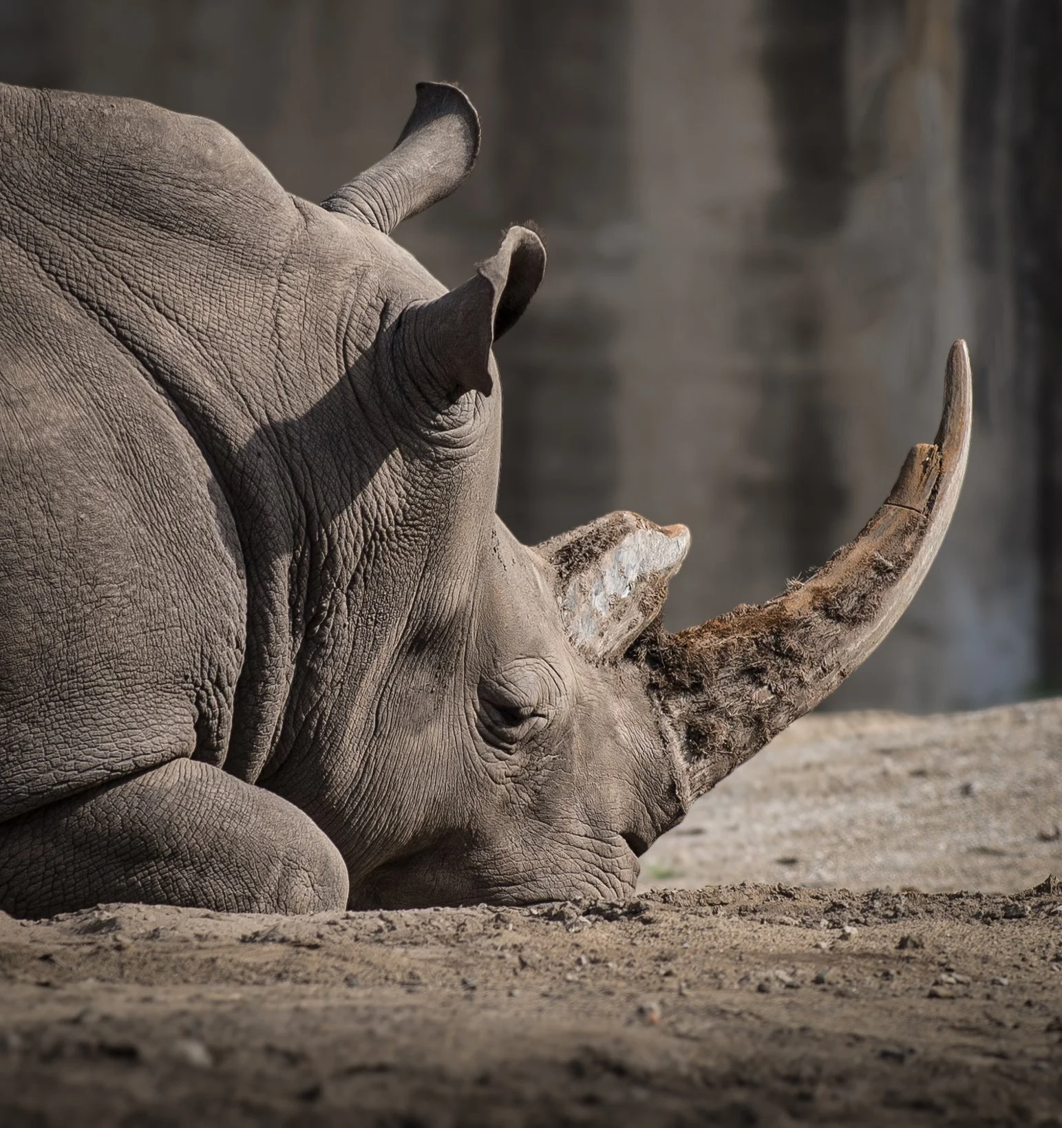 Rhino left.jpg