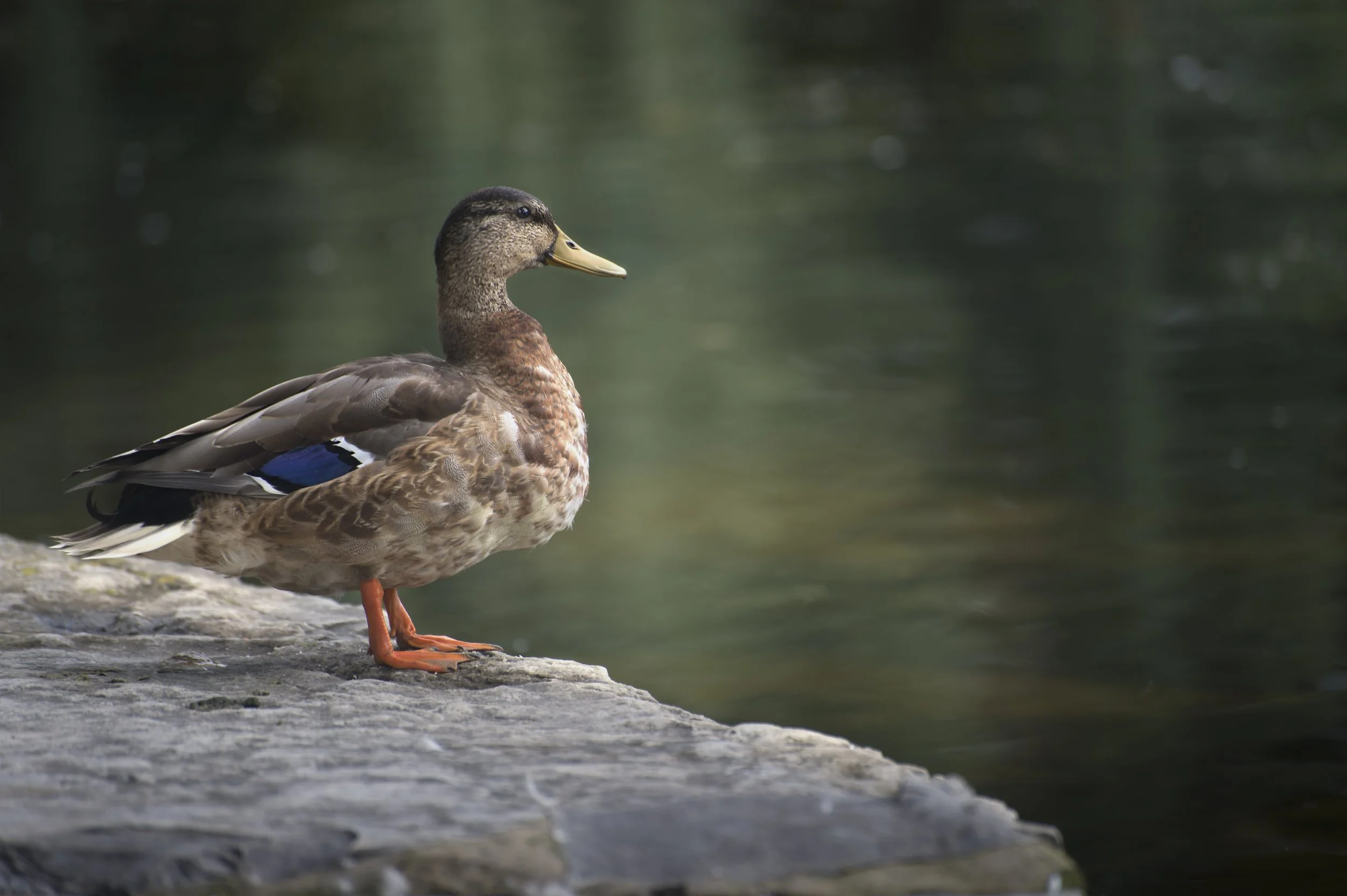 Mallard Duck.jpg
