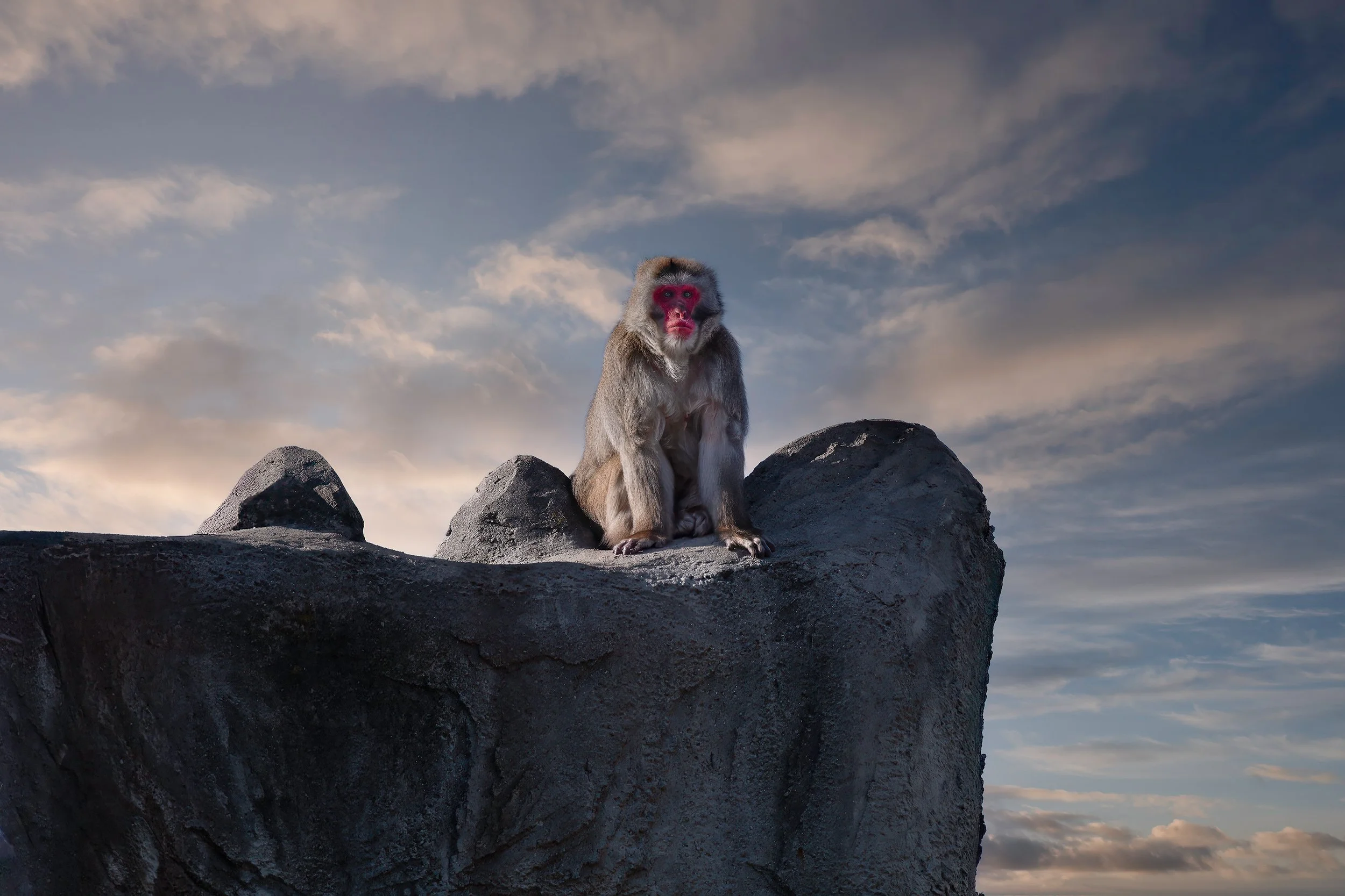Snow Monkey Dusk.jpg