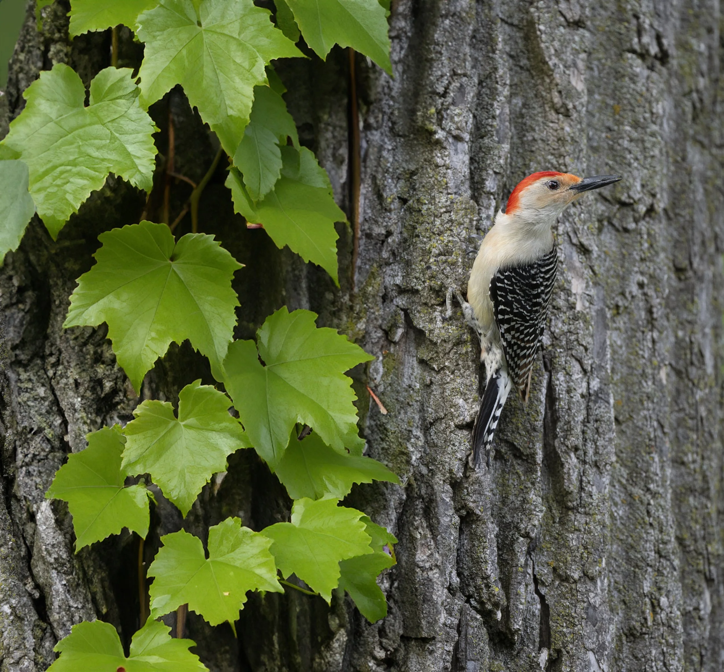 Red Bellied Woodpecker.jpg