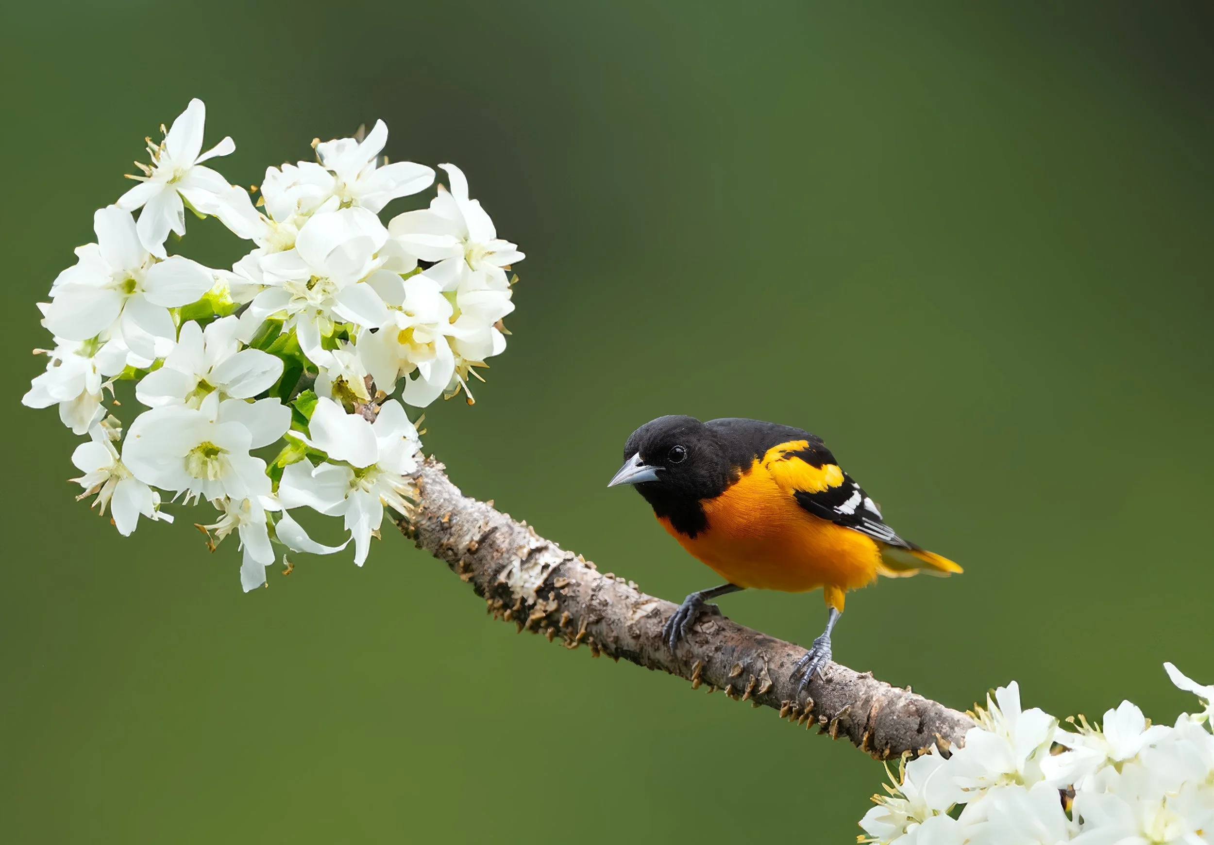 Baltimore Oriole.jpg