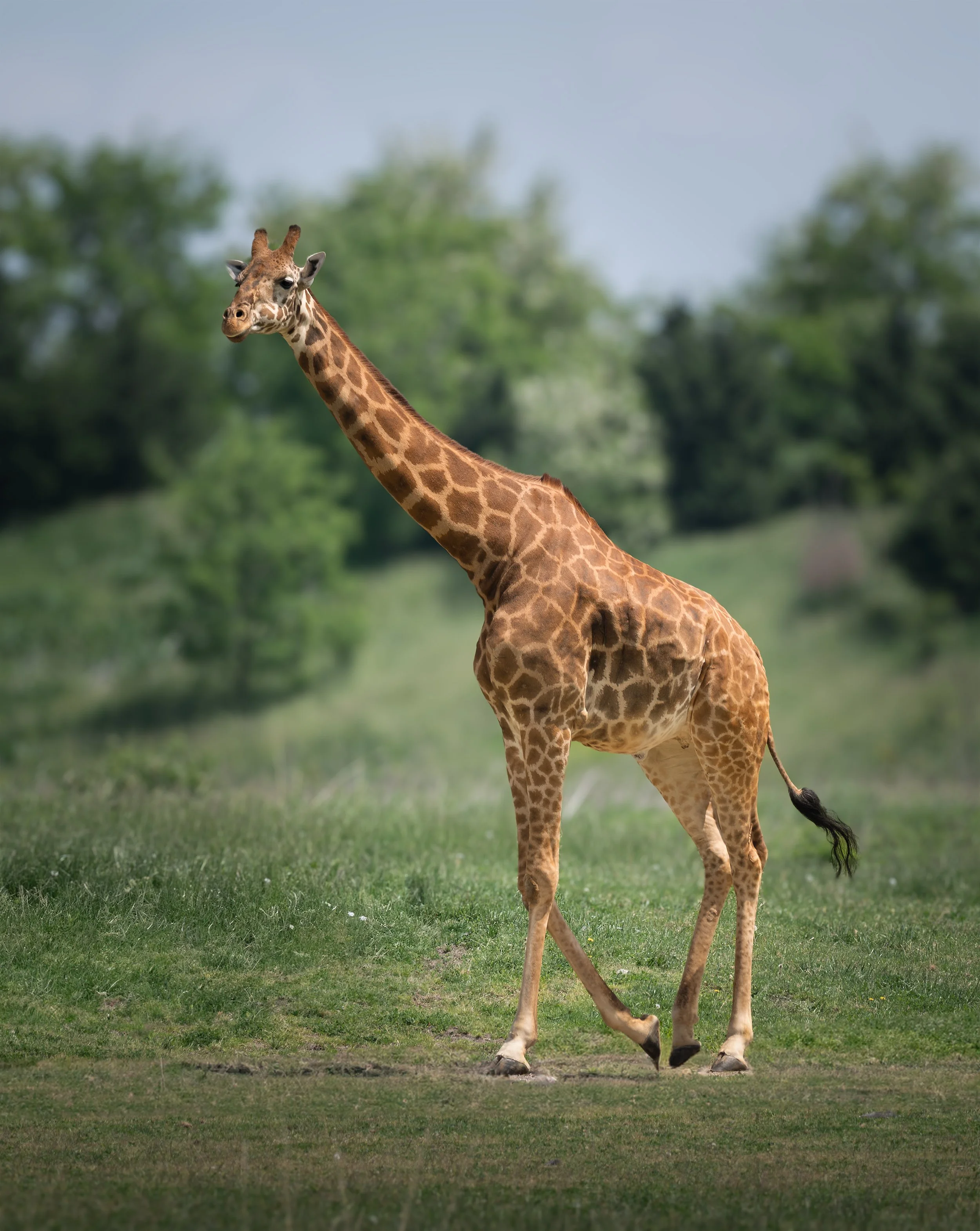 Giraffe.jpg