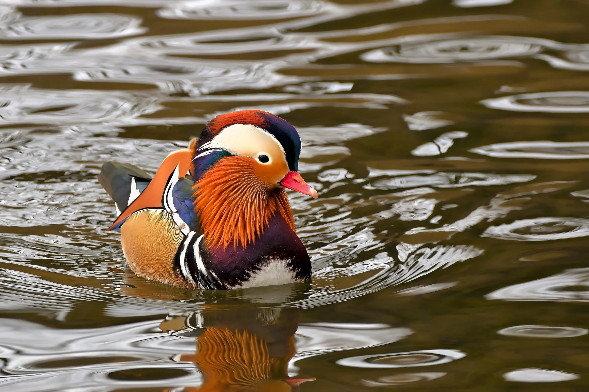 Madarin Duck.jpg