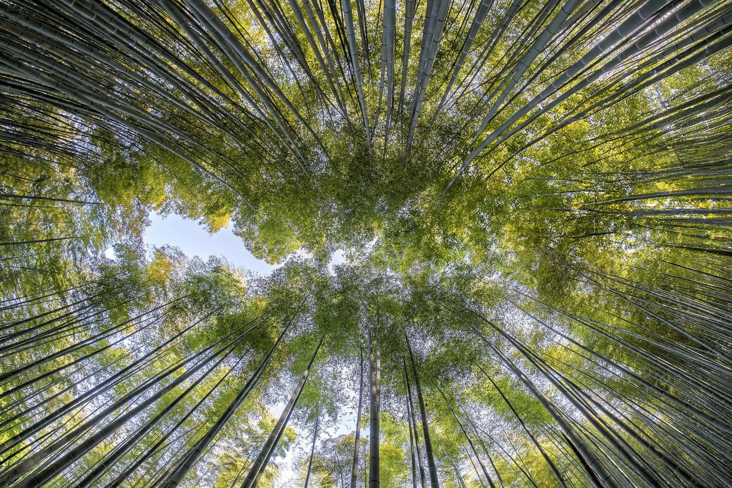 Bamboo keyhole.jpg