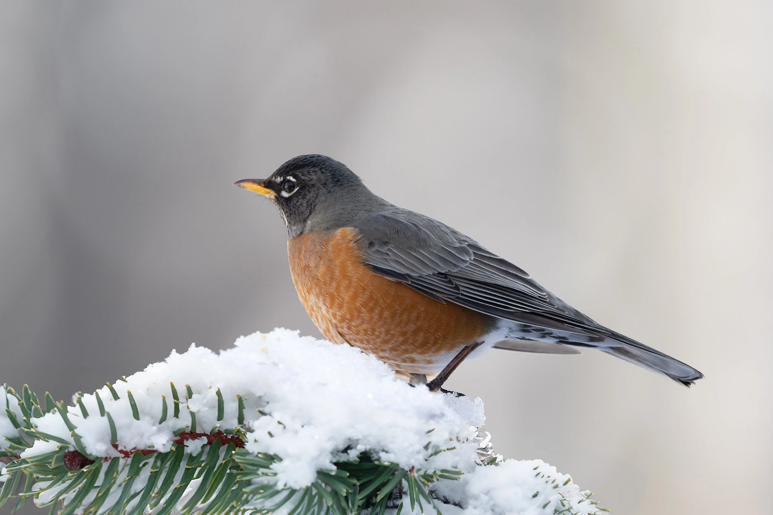 American Robin.jpg