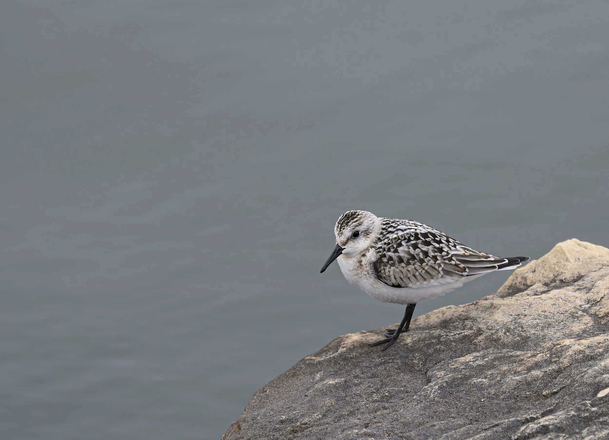 Sanderling.jpg