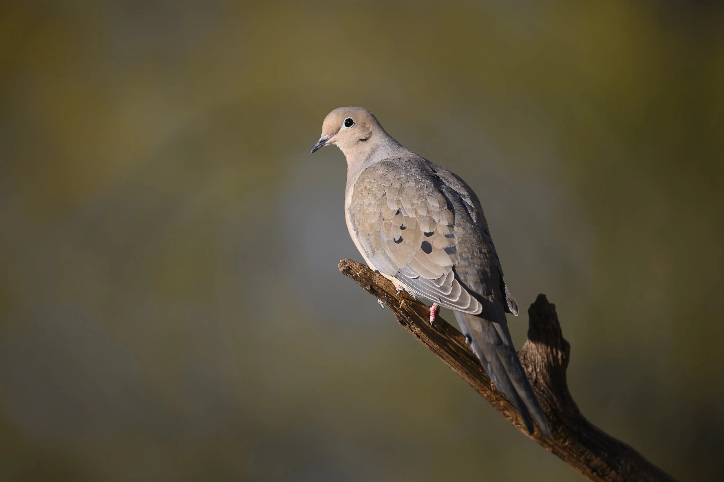 Mourning Dove.jpg