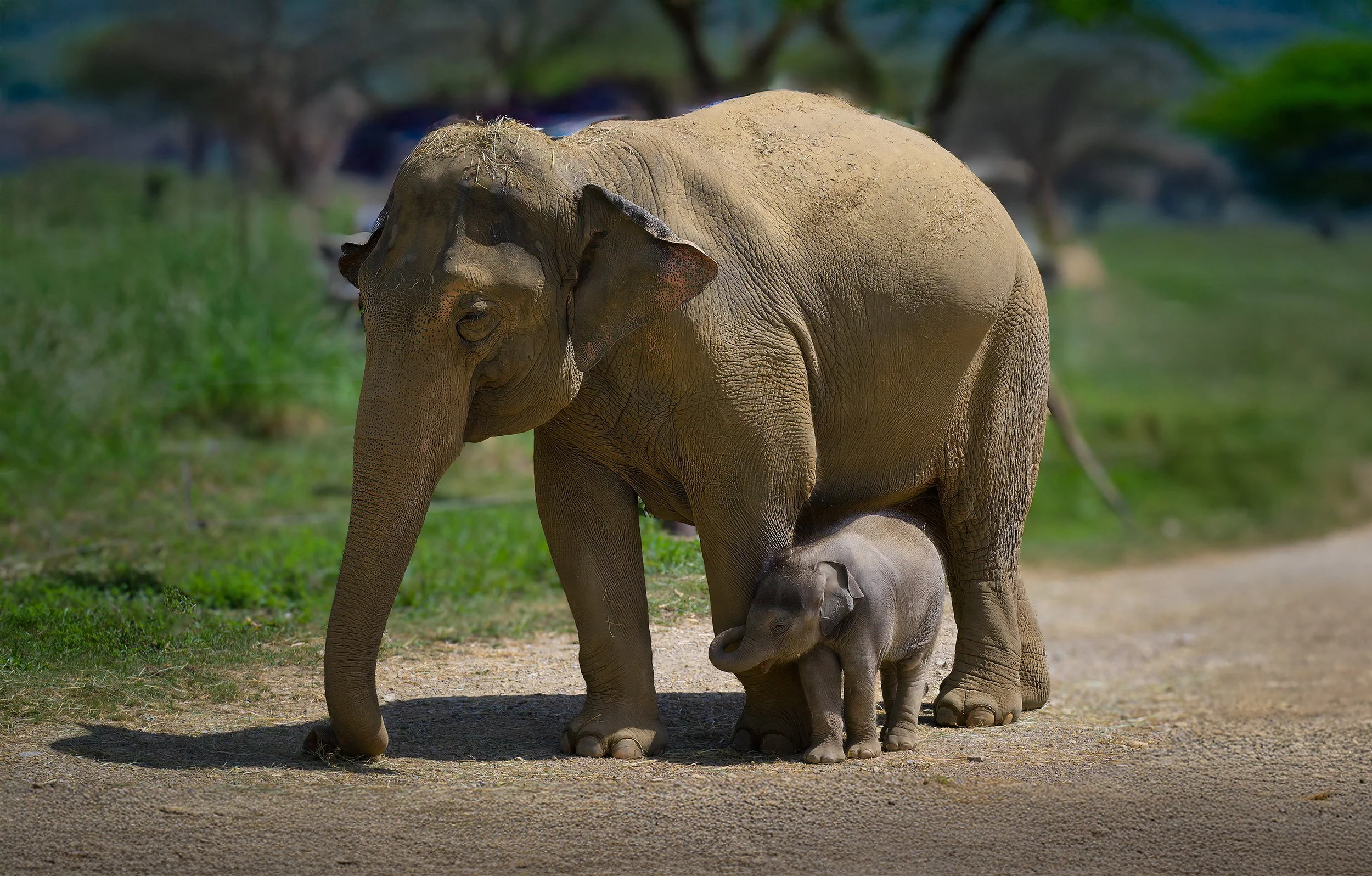 Elephant with calf.jpg