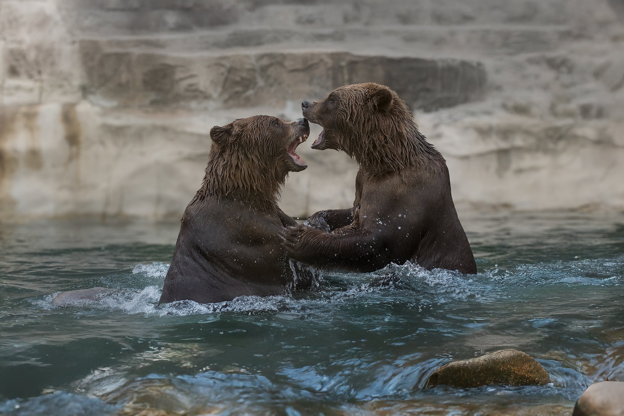 Grizzly Bear Brawl.jpg