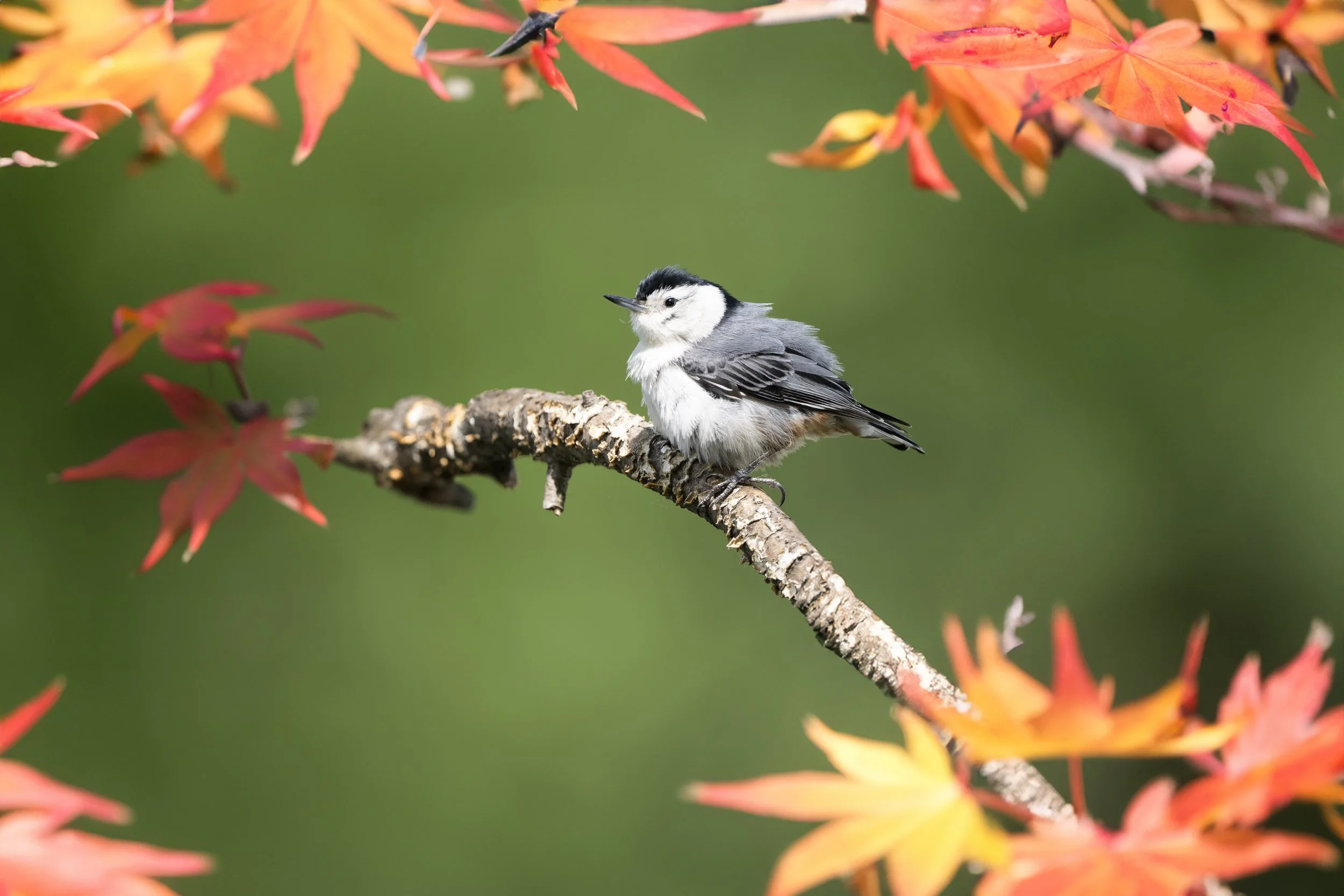 White Breasted Nuthatch.jpg
